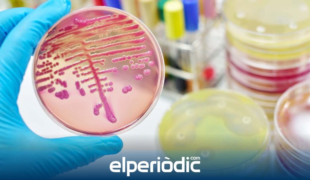 Un estudio aborda el papel que pueden tener las bacterias intestinales en el desarrollo de nuevos probióticos