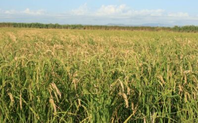 La UE no permitirá importar arroz con un fungicida que prohíbe en Europa