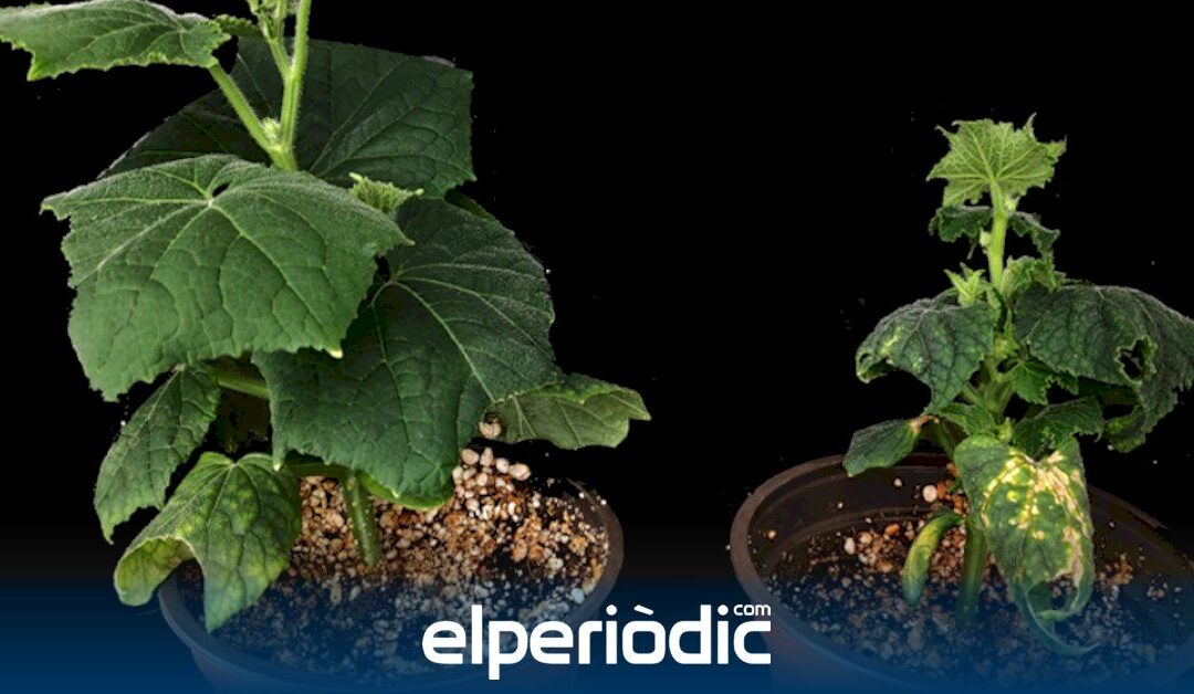 Importante descubrimiento en Valencia para frenar una infección que afecta a hortalizas y frutas
