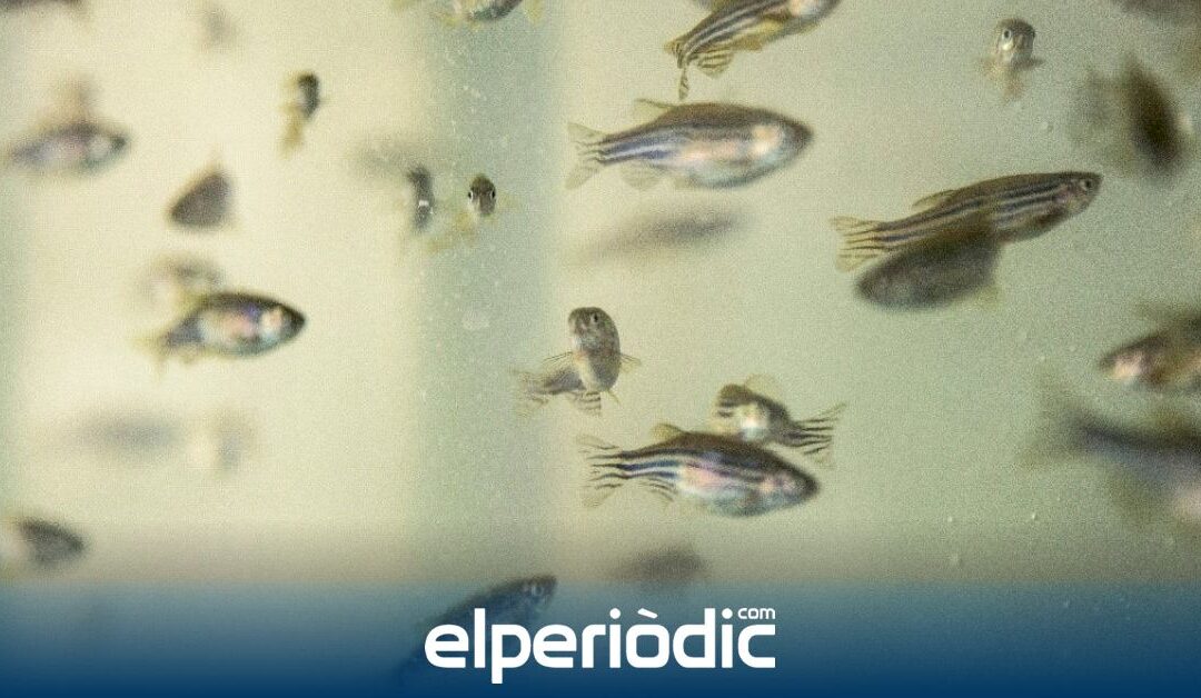Hallan un nuevo mecanismo de regulación de la actividad locomotora a través de la secreción de melatonina en los peces