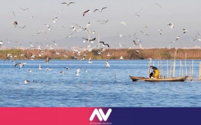 El Consell estudia pedir medidas cautelares para l’Albufera y critica una respuesta ‘surrealista’ de la CHJ