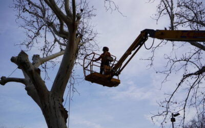Xàtiva saca a licitación un contrato para el mantenimiento de los 467 plataneros de la ciudad
