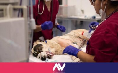 Los Veterinarios y el Real Decreto 666/2023: Conflictos y Preocupaciones