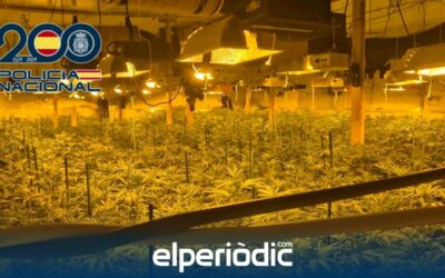 hay 4 detenidos y 400 plantas de cannabis incautadas
