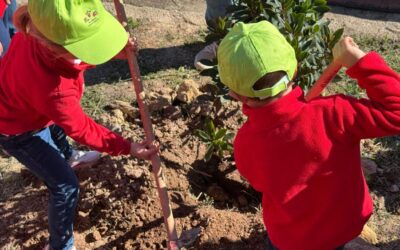 Medio Ambiente distribuye 85.000 plantas de especies autóctonas a centros educativos, entidades y ayuntamientos con motivo del Día del Árbol