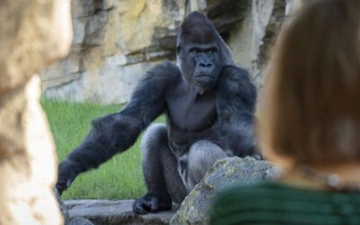 Tensión por la ampliación de Bioparc Valencia: descubre el proyecto