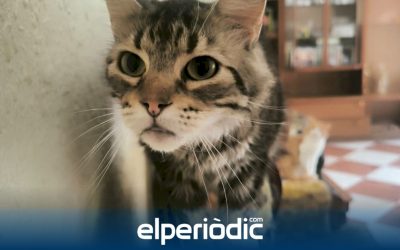 encuentran 22 gatos en un solo piso